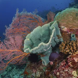 Varied colourful corals and spiny tube sponge (Callyspongia (Cladochalina) aerizusa) on a lively sea reef Varied colourful corals and spiny tube sponge (Callyspongia (Cladochalina) aerizusa) on a lively sea reef