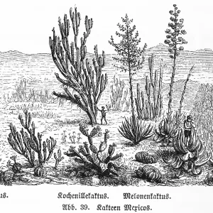 Various cactus species in the wild in the mountains of Mexico