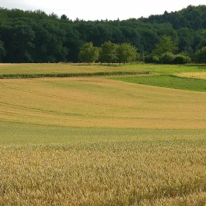 Various cereal fields Wheat fields at the edge of the forest Kraichgau