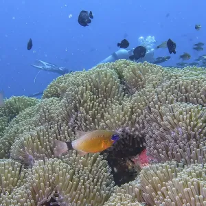 Tulamben Coral Reef Print - Bali, Indonesia Tulamben Coral Reef Print - Bali, Indonesia