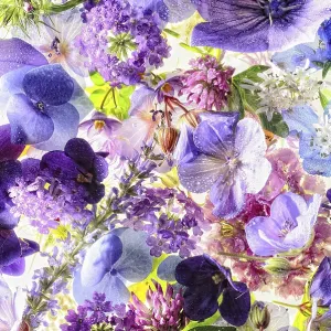 Various flowers of flowers, Germany