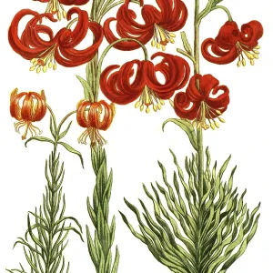 Various lilies, Lilium martagon