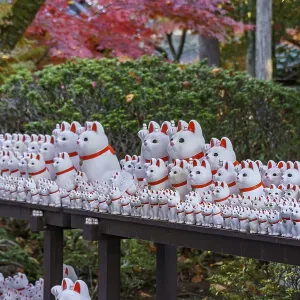 Various maneki-neko statues in a Japanese garden in autumn Various maneki-neko statues in a Japanese garden in autumn