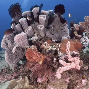 Various pink and purple-coloured specimens of spiny tube sponge (Callyspongia (Cladochalina) aerizusa Various pink and purple-coloured specimens of spiny tube sponge (Callyspongia (Cladochalina) aerizusa