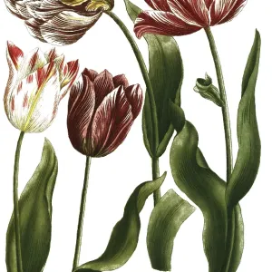 19th Century Tulip Print, Restoration 19th Century Tulip Print, Restoration