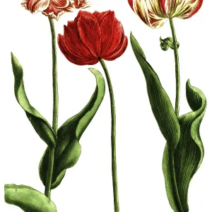 19th Century Tulip Print, Flore Pleno Versicolor 19th Century Tulip Print, Flore Pleno Versicolor