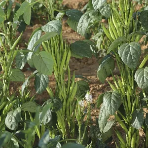 Vegetable, Cluster (Gawar) Beans Vegetable, Cluster (Gawar) Beans