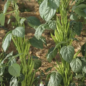 Vegetable, Cluster (Gawar) Beans Vegetable, Cluster (Gawar) Beans