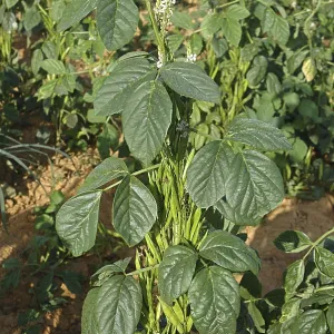 Vegetable, Cluster (Gawar) Beans Vegetable, Cluster (Gawar) Beans