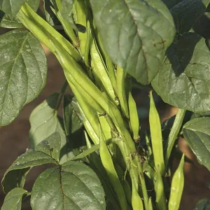Vegetable, Cluster (Gawar) Beans Vegetable, Cluster (Gawar) Beans