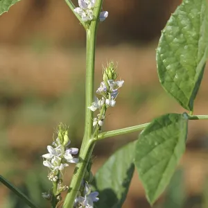 Vegetable, Cluster (Gawar) Beans Vegetable, Cluster (Gawar) Beans
