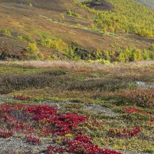 Vegetation in autumn colours, Vindelfjaellen Vegetation in autumn colours, Vindelfjaellen