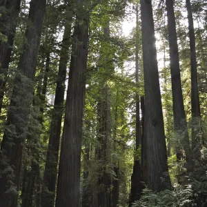 A vehicle drives through a shady forest of large redwood trees
