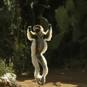 Verreaux's Sifaka (propithecus verreauxi) Verreaux's Sifaka (propithecus verreauxi)