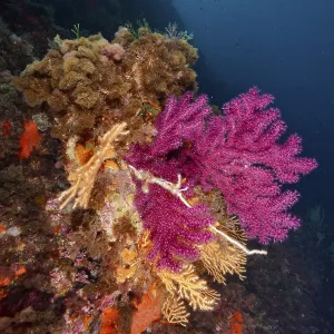 Versatile purple coral formations
