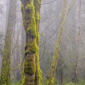 Vertical tree trunks covered in green moss in a misty forest Vertical tree trunks covered in green moss in a misty forest
