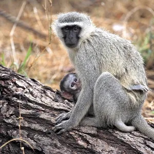 Vervet Monkey (Chlorocebus pygerythrus)