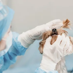 A vet in blue scrubs examines a small dog A vet in blue scrubs examines a small dog