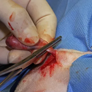 Vet, castration of a dog, male dog Vet, castration of a dog, male dog