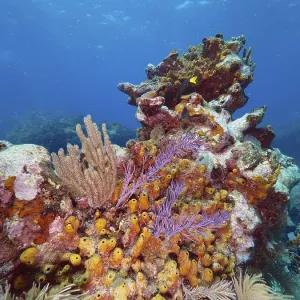 Vibrant coral landscape with diverse marine sponges Vibrant coral landscape with diverse marine sponges