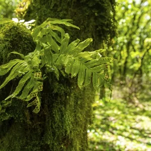 Los helechos vibrantes emergen de la rica musgo que envuelve el tronco de un árbol viejo. Los helechos vibrantes emergen de la rica musgo que envuelve el tronco de un árbol viejo.