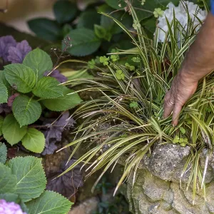 A vibrant garden oasis a human hand carefully tends to lush green foliage A vibrant garden oasis a human hand carefully tends to lush green foliage