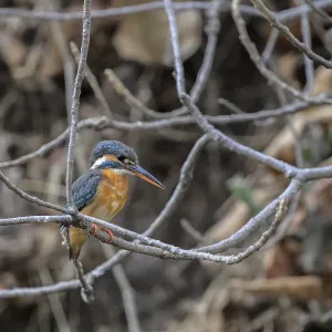 A vibrant kingfisher perched on bare branches in a natural setting A vibrant kingfisher perched on bare branches in a natural setting