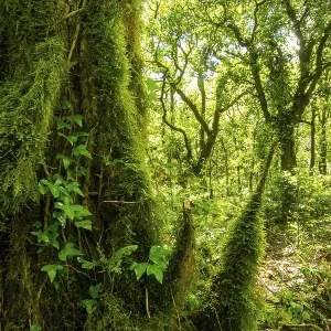 Un escenario vibrante de un bosque denso bajo una capa de sol. Un escenario vibrante de un bosque denso bajo una capa de sol.