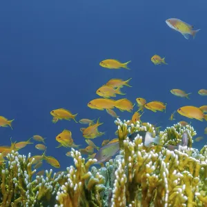 Une scène sous-marine vibrante de Sea Goldie (Pseudanthias squamipinnis).