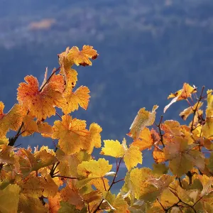Vibrant vine leaves reddish and yellow