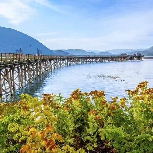 Vibrant yellow wildflowers framing a long wooden pier extending into the tranquil waters of shuswap lake Vibrant yellow wildflowers framing a long wooden pier extending into the tranquil waters of shuswap lake