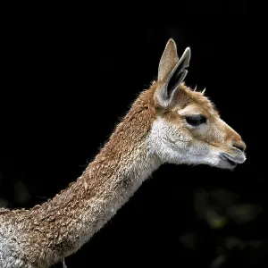 Vicuna (Vicugna vicugna), animal portrait Vicuna (Vicugna vicugna), animal portrait