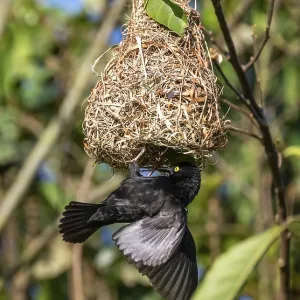 Vieillot's weaver (Ploceus nigerrimus) at the nest Vieillot's weaver (Ploceus nigerrimus) at the nest