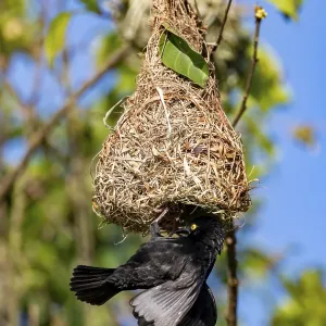 Vieillot's weaver (Ploceus nigerrimus) at the nest Vieillot's weaver (Ploceus nigerrimus) at the nest