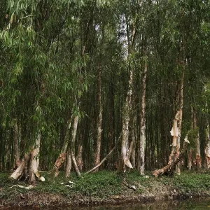 Vietnam, Ninh Binh Area, Hoa Lu, Landscape Vietnam, Ninh Binh Area, Hoa Lu, Landscape