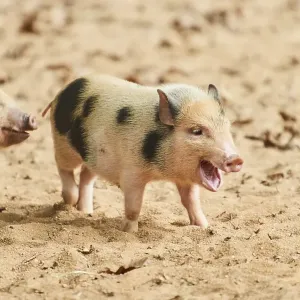 Vietnamese Pot-bellied piglets