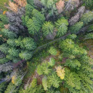 Top Down View, aerial view of coniferous forest Top Down View, aerial view of coniferous forest