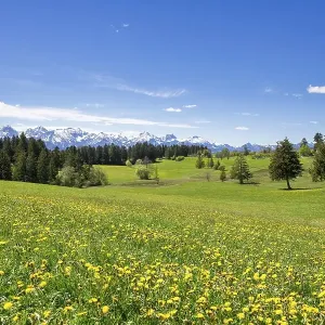 View of the Allgaeu Alps, dandelion meadow View of the Allgaeu Alps, dandelion meadow