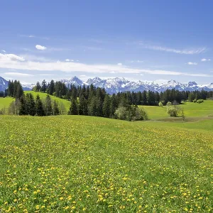 View of the Allgaeu Alps, dandelion meadow View of the Allgaeu Alps, dandelion meadow