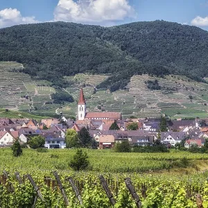 The view of Ammerschwihr and famous grand cru vine yards of alsace The view of Ammerschwihr and famous grand cru vine yards of alsace