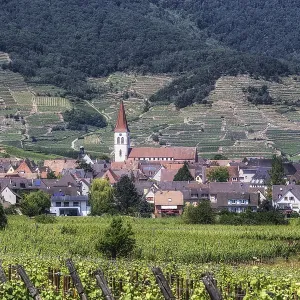 The view of Ammerschwihr and famous grand cru vine yards of alsace The view of Ammerschwihr and famous grand cru vine yards of alsace