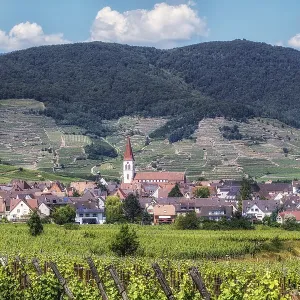 The view of Ammerschwihr and famous grand cru vine yards of alsace The view of Ammerschwihr and famous grand cru vine yards of alsace