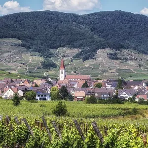 The view of Ammerschwihr and famous grand cru vine yards of alsace The view of Ammerschwihr and famous grand cru vine yards of alsace