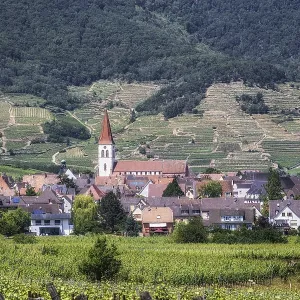 The view of Ammerschwihr and famous grand cru vine yards of alsace The view of Ammerschwihr and famous grand cru vine yards of alsace