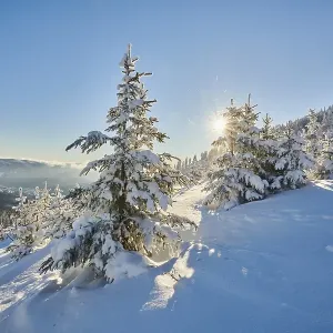 View from Arber on hilly landscape with spruce forest (Picea abies) in winter View from Arber on hilly landscape with spruce forest (Picea abies) in winter