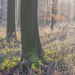 View of a beech tree in the forest with hoarfrost frozen vegetation in backlight View of a beech tree in the forest with hoarfrost frozen vegetation in backlight