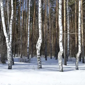 View of birch trees in winter forest on sunny day