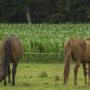 Back view of two brown horses grazing on a pasture with cornfield in the background