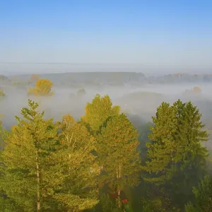 View on few conifers, slowly floating vapor Print View on few conifers, slowly floating vapor Print