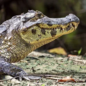 Side view of a crocodile on the ground